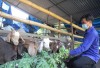 Thịt Dê và Dê giống của anh Trương Văn Thành xã Bình Phú