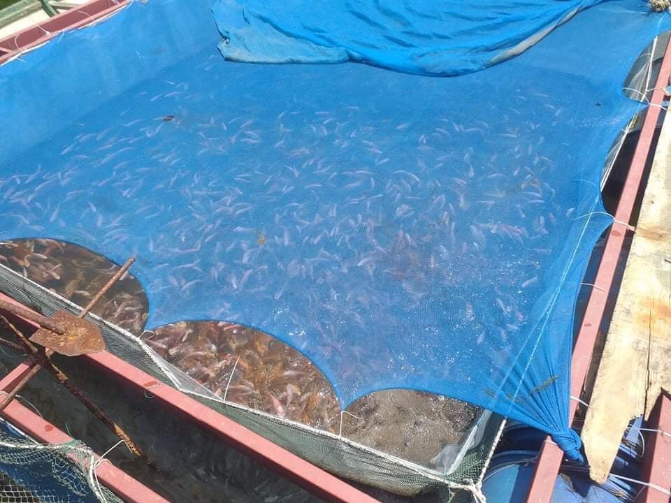 nuoi ca long be